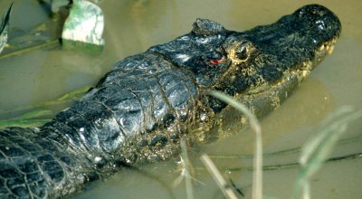 REPTILES - YACARE - CAIMAN - SPECTACLED - PANTANAL F.jpg