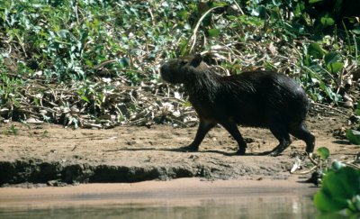 RODENTIA - CAPYBARA - PANTANAL (2).jpg