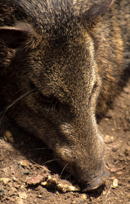 SUIDAE - PECCARY - COLLARED - BELIZE.jpg