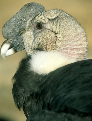 BIRD - ANDEAN CONDOR - BOLIVIA A.jpg