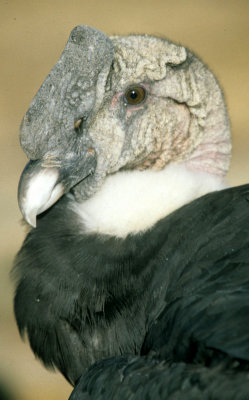 BIRD - ANDEAN CONDOR - BOLIVIA D.jpg