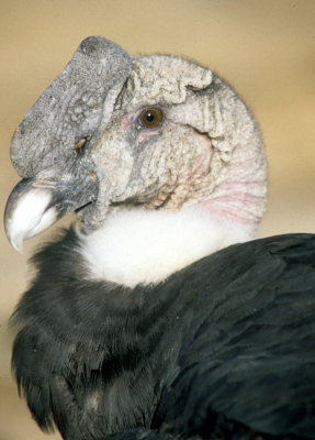 BIRD - ANDEAN CONDOR - BOLIVIA G.jpg