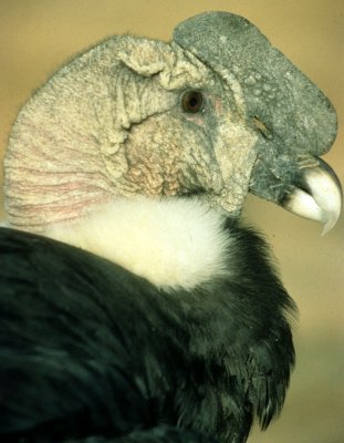 BIRD - ANDEAN CONDOR - BOLIVIA.jpg