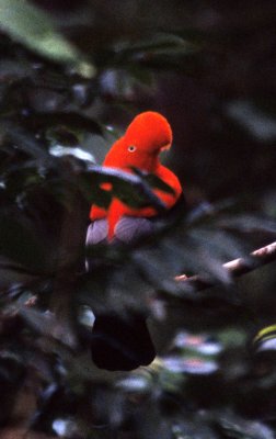 BIRD - COCK OF THE ROCK - ANDEAN - PERU B.jpg
