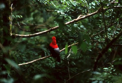 BIRD - COCK OF THE ROCK - ANDEAN - PERU E.jpg