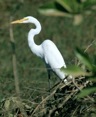 BIRD - EGRET -  GREAT - PANTANAL.jpg