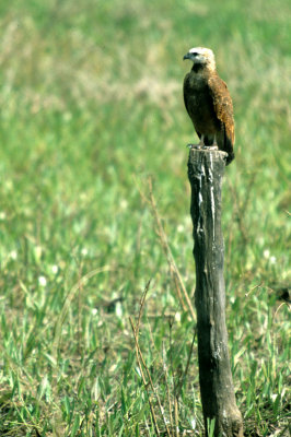 BIRD - HAWK - COLLARED - PANTANAL C.jpg