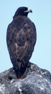 BIRD - HAWK - GALAPAGOS A.jpg