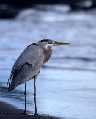 BIRD - HERON - GREAT BLUE - GALAPAGOS B1.jpg