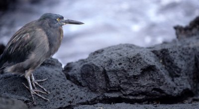 BIRD - HERON - LAVA - GALAPAGOS E.jpg