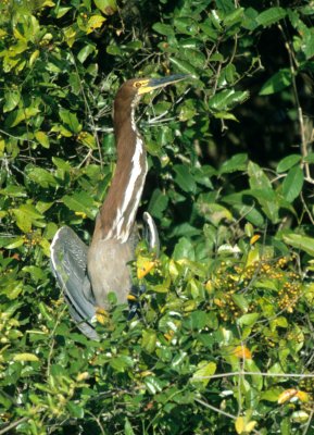 BIRD - HERON - TIGER - PANTANAL B.jpg