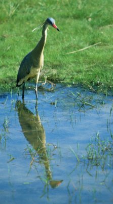 BIRD - HERON - WHISTLING - PANTANAL.jpg