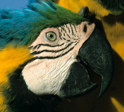 BIRD - MACAW - BLUE AND YELLOW - PANTANAL A.jpg