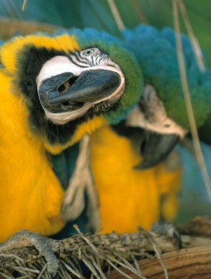 BIRD - MACAW - BLUE AND YELLOW - PANTANAL E.jpg