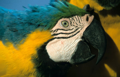 BIRD - MACAW - BLUE AND YELLOW - PANTANAL.jpg