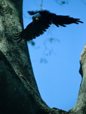 BIRD - MACAW - HYACINTH - PANTANAL B.jpg