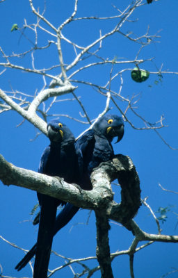 BIRD - MACAW - HYACINTH - PANTANAL C.jpg