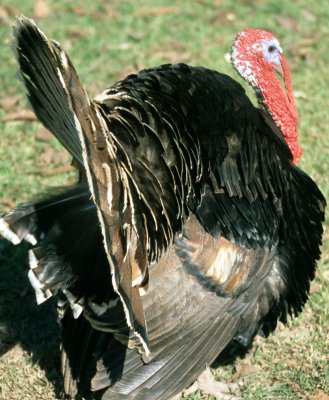 BIRD - OCELLATED TURKEY - PANTANAL A.jpg