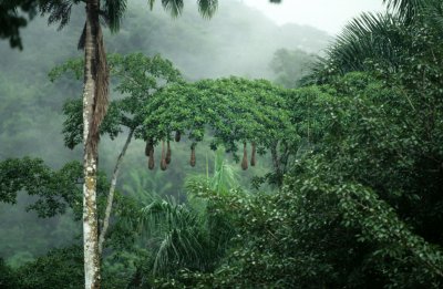 BIRD - OROPENDOLA NESTS - PANAMA.jpg