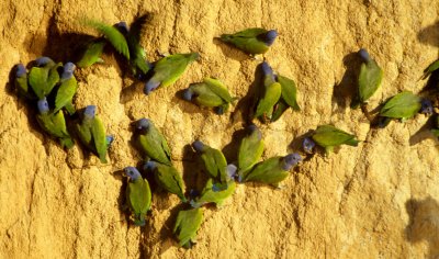 BIRD - PARROT - BLUE HEADED - MANU MINERAL LICK B.jpg