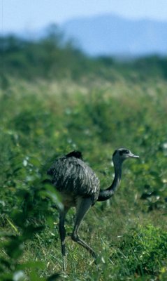 BIRD - RHEA - PANTANAL A.jpg