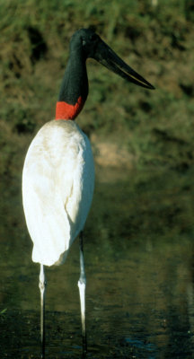 BIRD - STORK - JABIRU - PANTANAL K.jpg