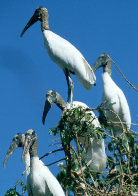 BIRD - STORK - WOOD - PANTANAL B1.jpg