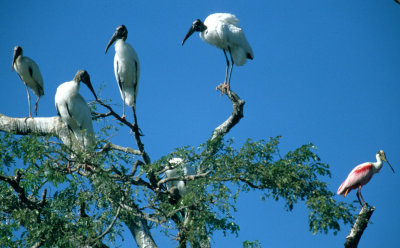 BIRD - STORK - WOOD - PANTANAL E.jpg