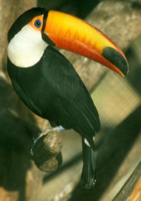 BIRD - TOUCAN - TOCO - PANTANAL B.jpg