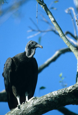 BIRD - VULTURE - BLACKHEADED - GUATEMALA.jpg