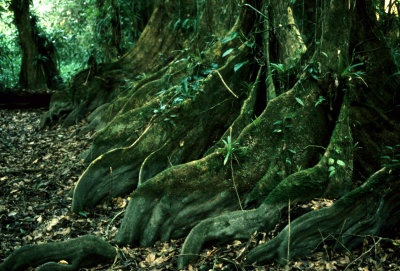 BELIZE - COCKSCOMB - BUTRESS ROOTS OF FOREST GIANTS.jpg