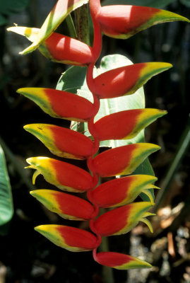 BELIZE - HELICONIA - LOBSTER CLAW - COCKSCOMB.jpg