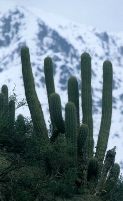 CHILE - DESERT ZONE WITH CACTI A1.jpg