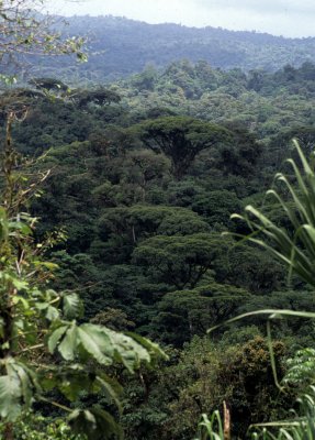 COSTA RICA - FOREST CANOPY WITH EMERGENTS.jpg