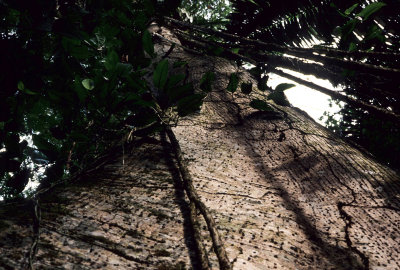 ECUADOR - AMAZONA - FOREST GIANT WITH LIANA.jpg