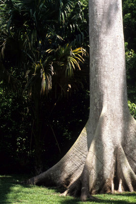 GUATEMALA - CEIBA - NATIONAL TREE AT TIKAL.jpg