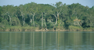 PANTANAL - FLOODED FOREST ZONE.jpg
