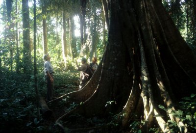 PERU - MANU - FOREST GIANT.jpg
