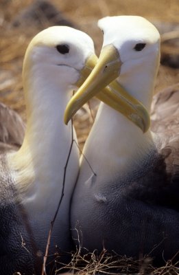 BIRD - ALBATROSS - WAVED O.jpg