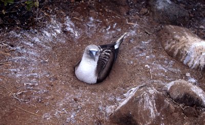 BIRD - BOOBY - BLUE FOOTED - GALAPAGOS AA.jpg