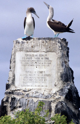 BIRD - BOOBY - BLUE FOOTED - GALAPAGOS AL.jpg