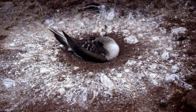 BIRD - BOOBY - BLUE FOOTED - GALAPAGOS B.jpg