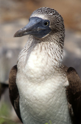 BIRD - BOOBY - BLUE FOOTED - GALAPAGOS C.jpg