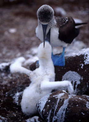 BIRD - BOOBY - BLUE FOOTED - GALAPAGOS D.jpg