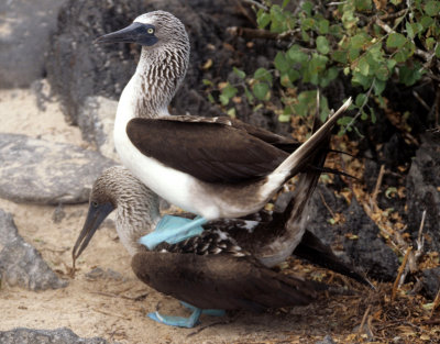 BIRD - BOOBY - BLUE FOOTED - GALAPAGOS.jpg