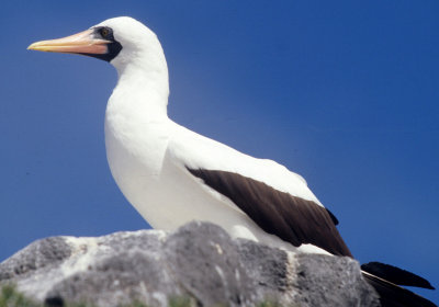 BIRD - BOOBY - MASKED - GALAPAGOS K.jpg