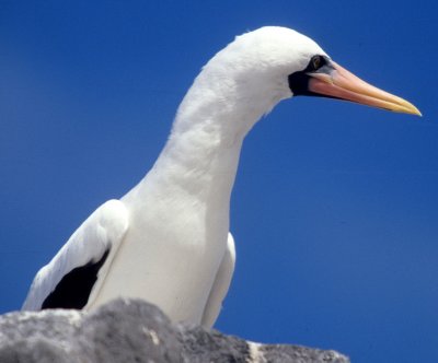 BIRD - BOOBY - MASKED - GALAPAGOS L.jpg