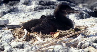 BIRD - CORMORANT - FLIGHTLESS - GALAPAGOS D.jpg