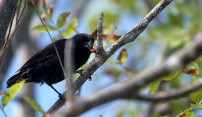 BIRD - FINCH - TOOL USING - GALAPAGOS.jpg