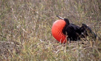 BIRD - FRIGATE BIRD P.jpg